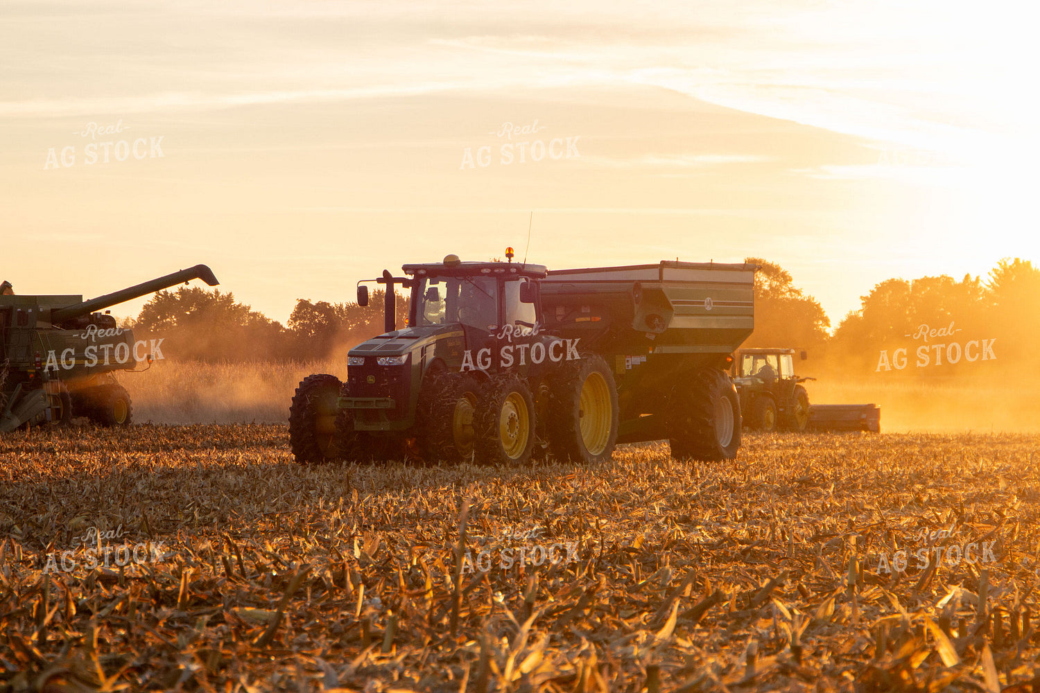 Corn Harvest 157106