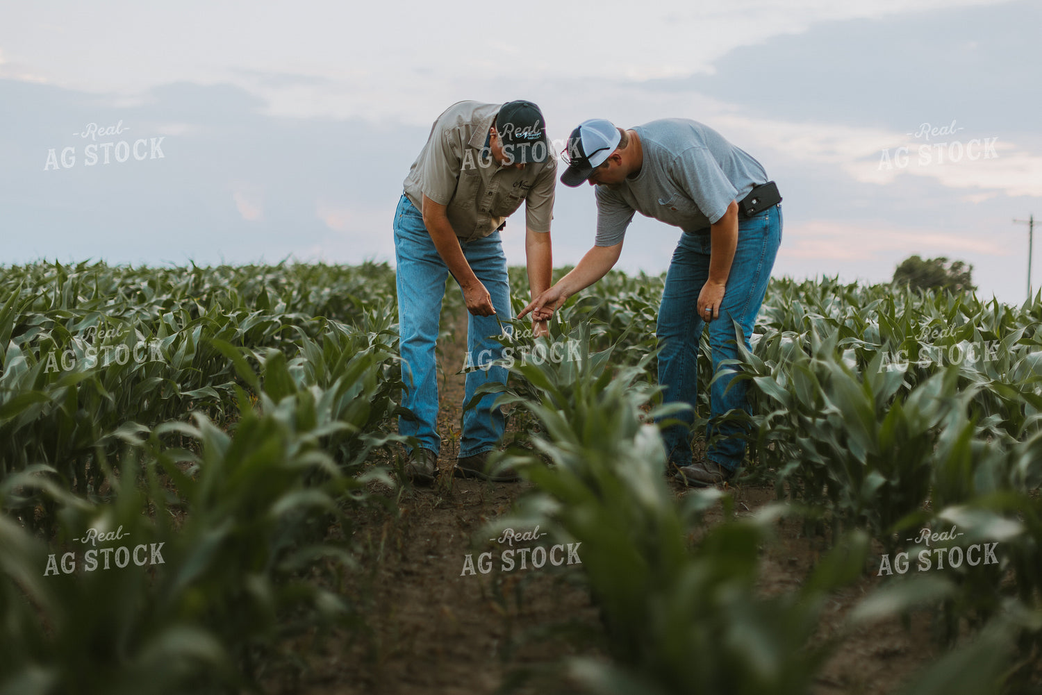 Farmers Scouting Corn Field 7817