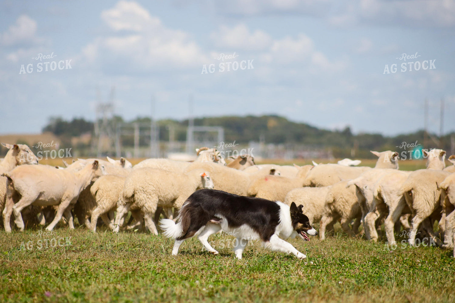 Farm Dog Herding Sheep 261010
