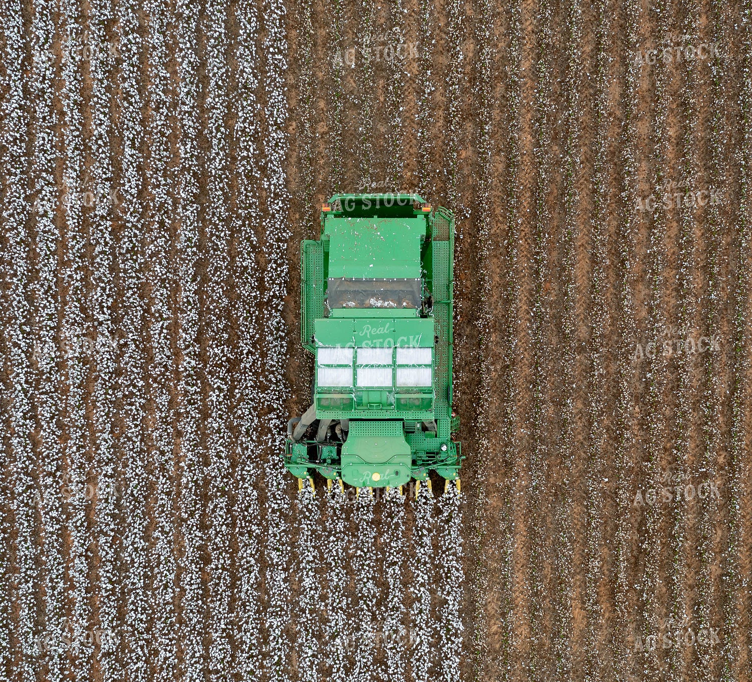 Cotton Harvest 79563