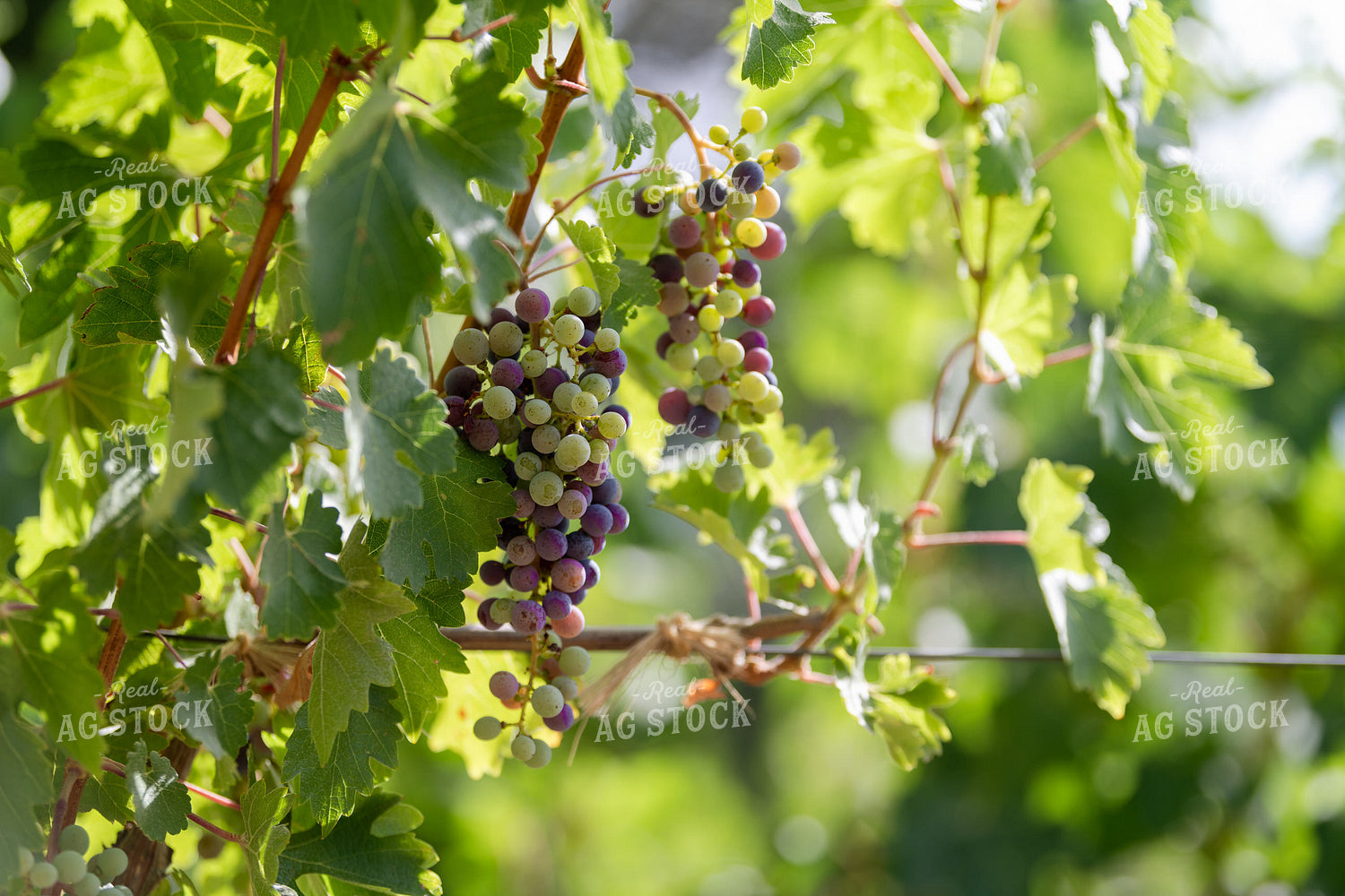 Vineyard Grape Production 107068