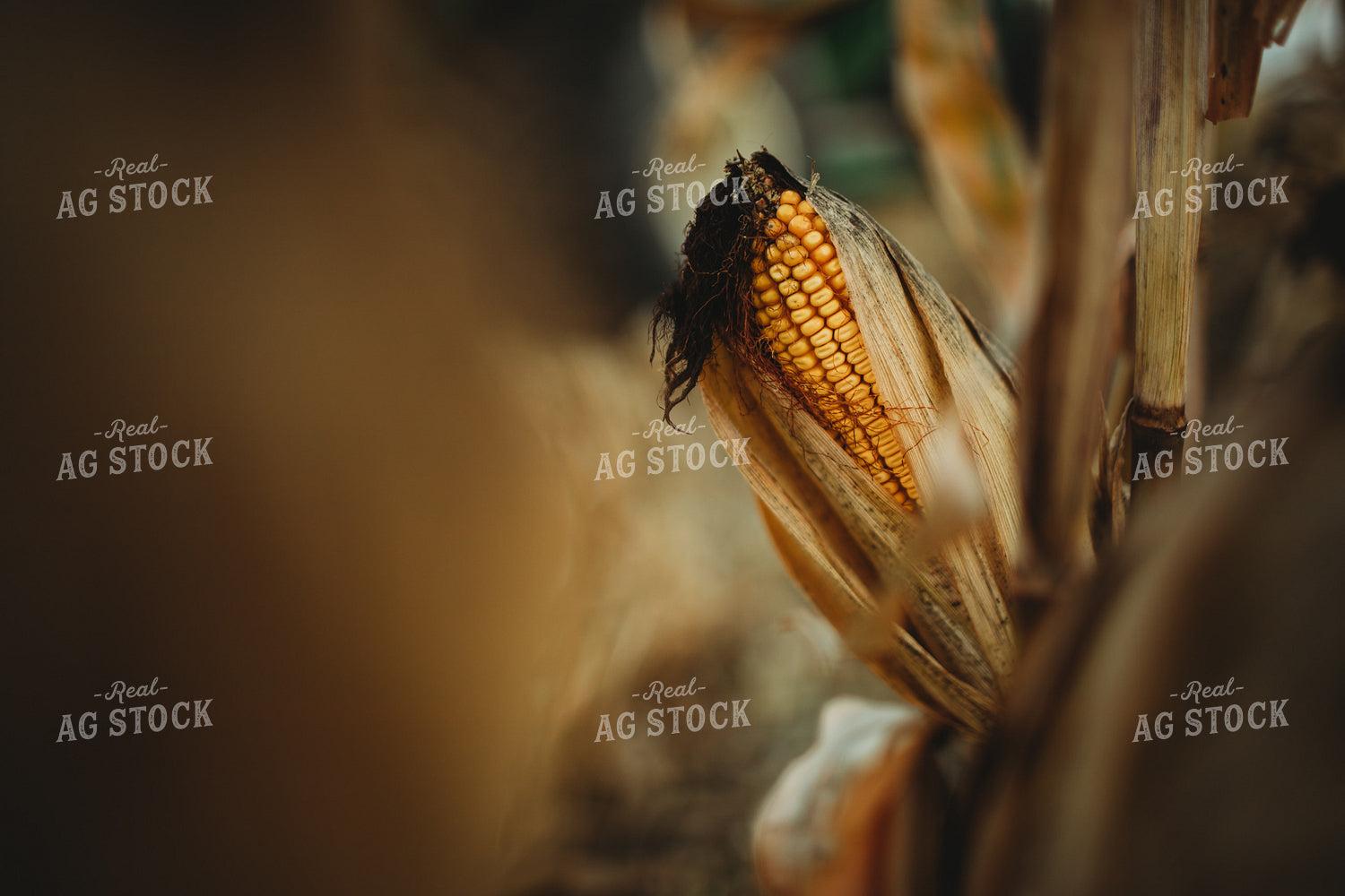 Dried Ear of Corn 3393