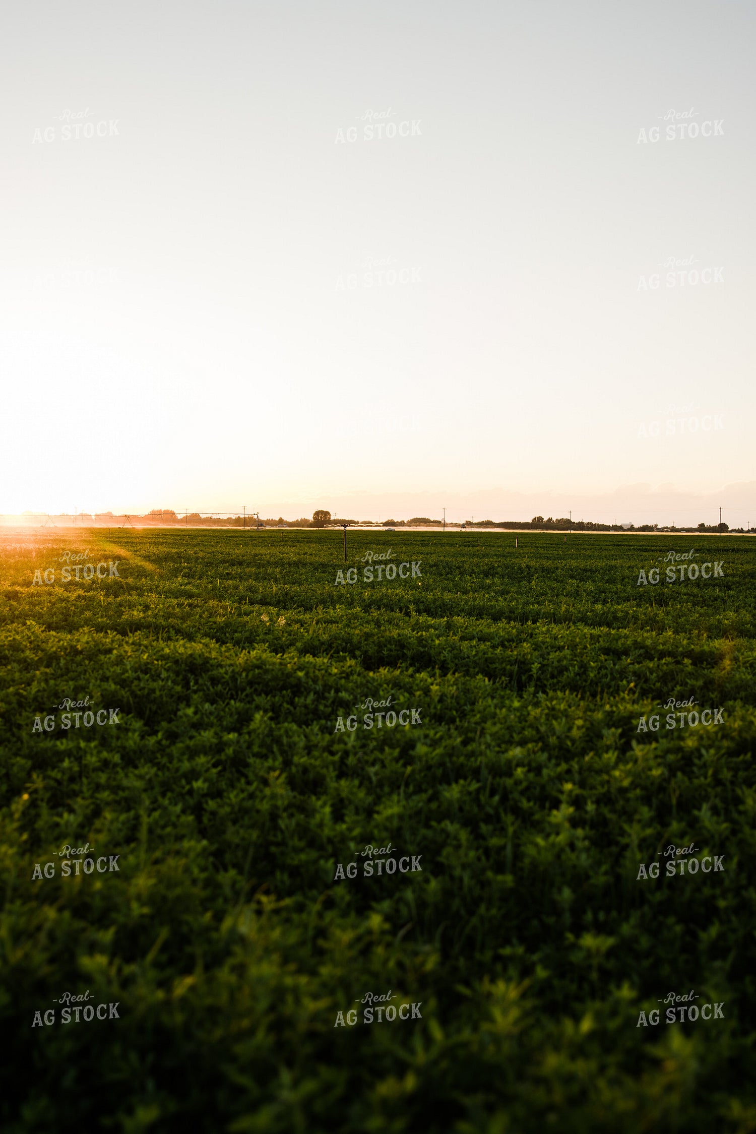 Alfalfa Field at Sunset 83069