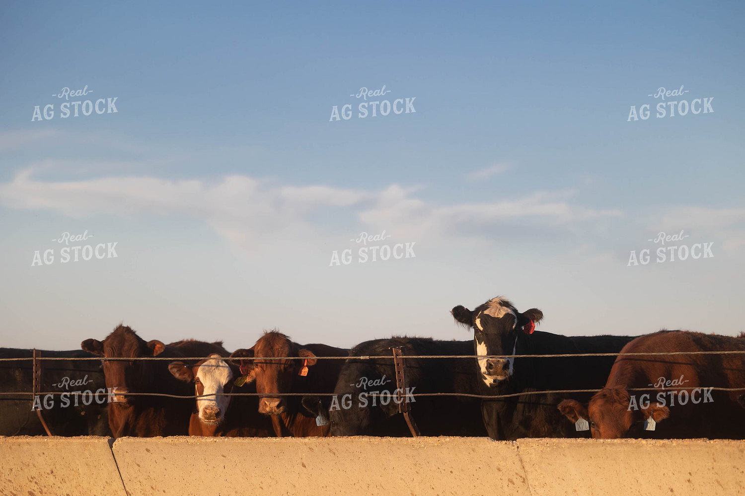 Cattle on Feedlot 72149