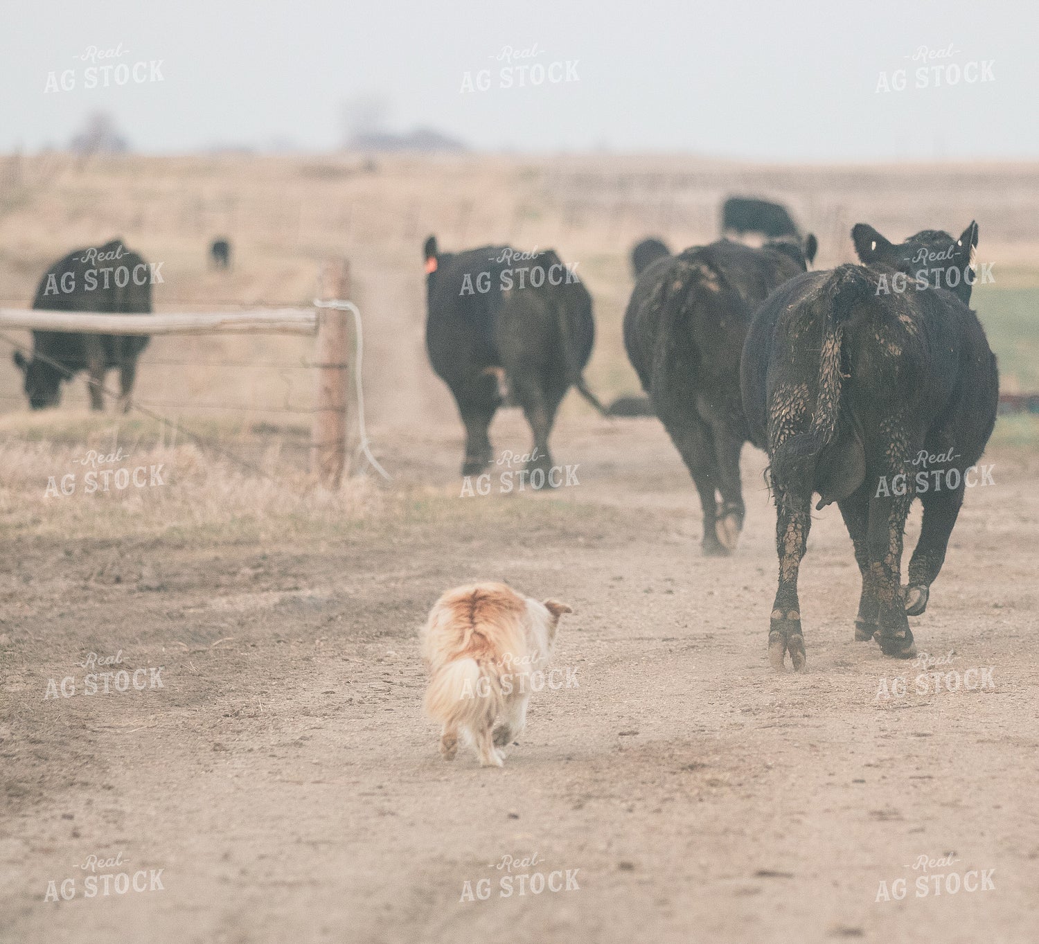 Angus Cattle with Dog Trailing Behind 72032