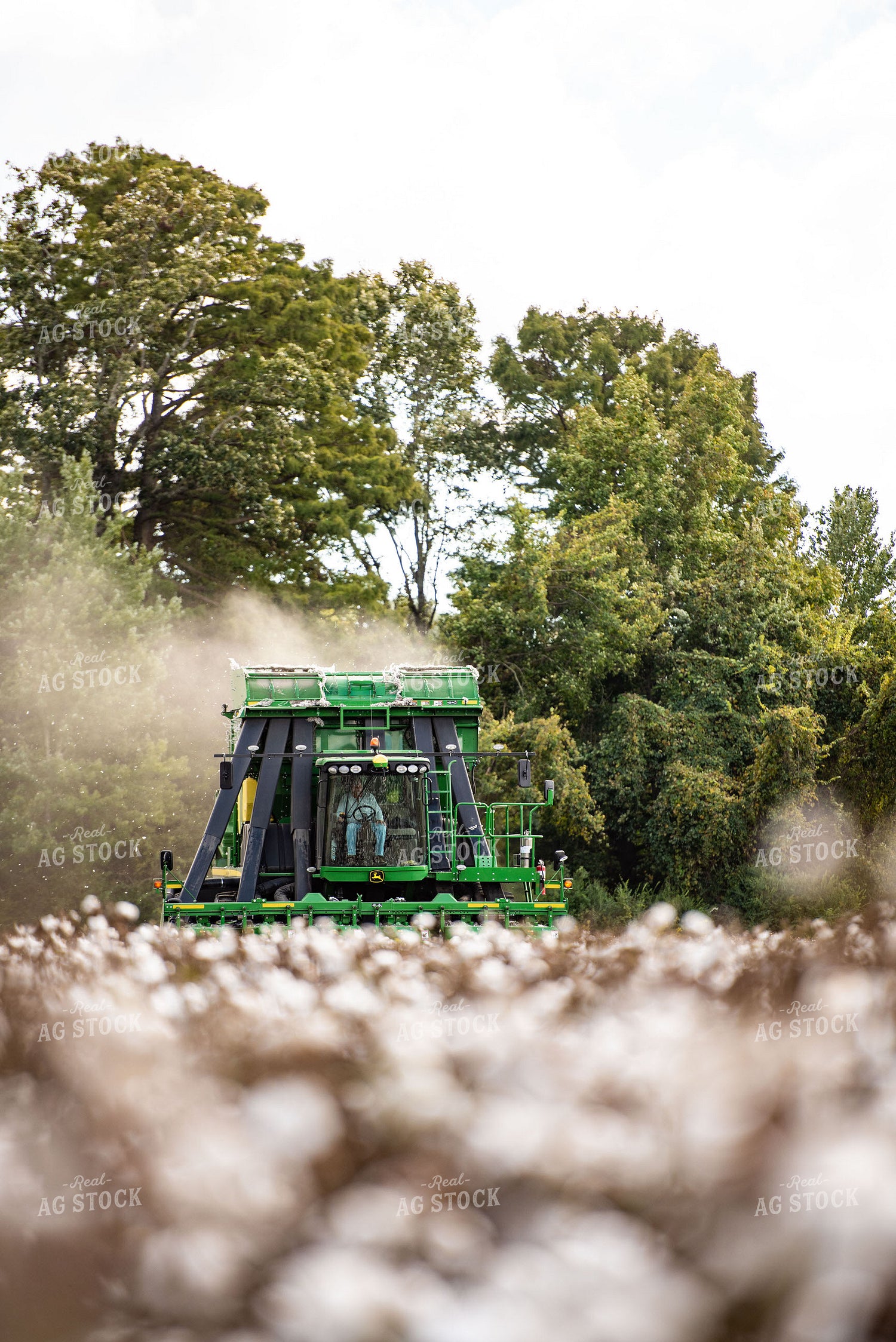 Cotton Harvest 136127