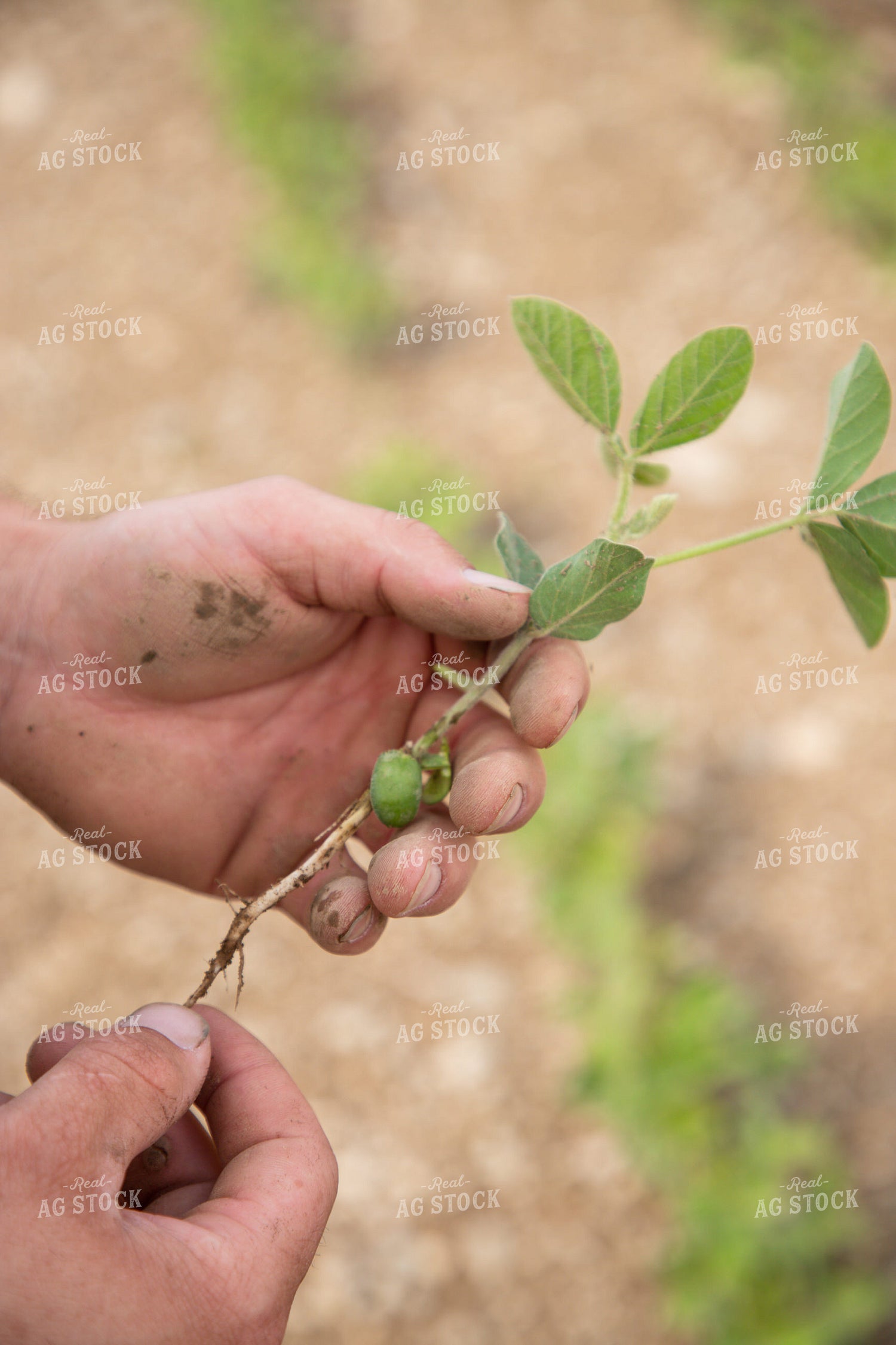 Farmer Scouting Early Growth Soybeans 1420004