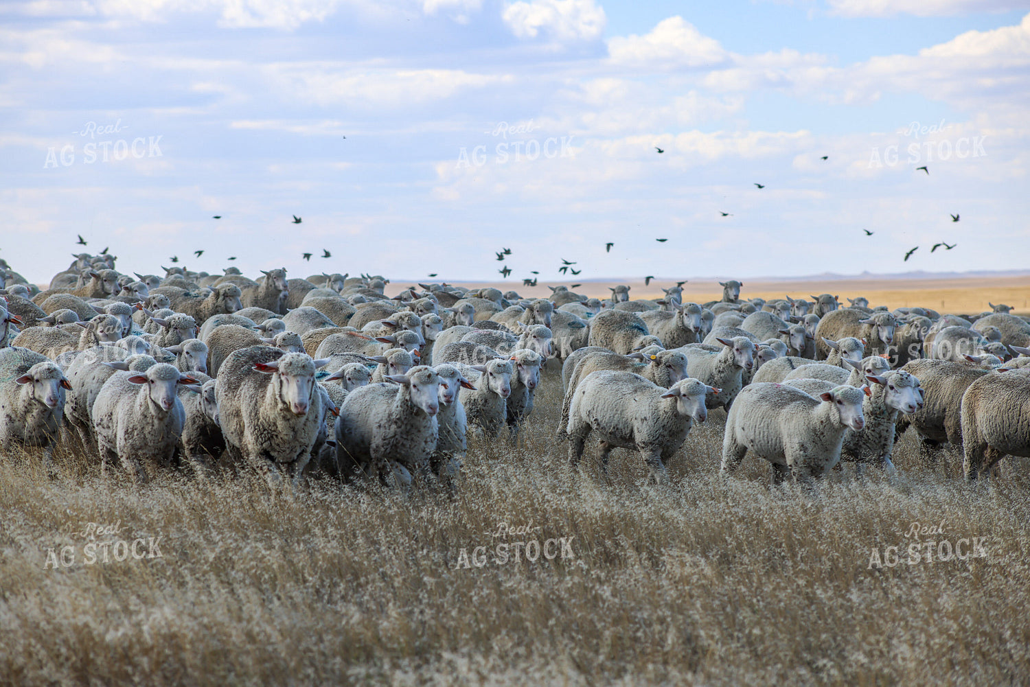 Sheep 261017