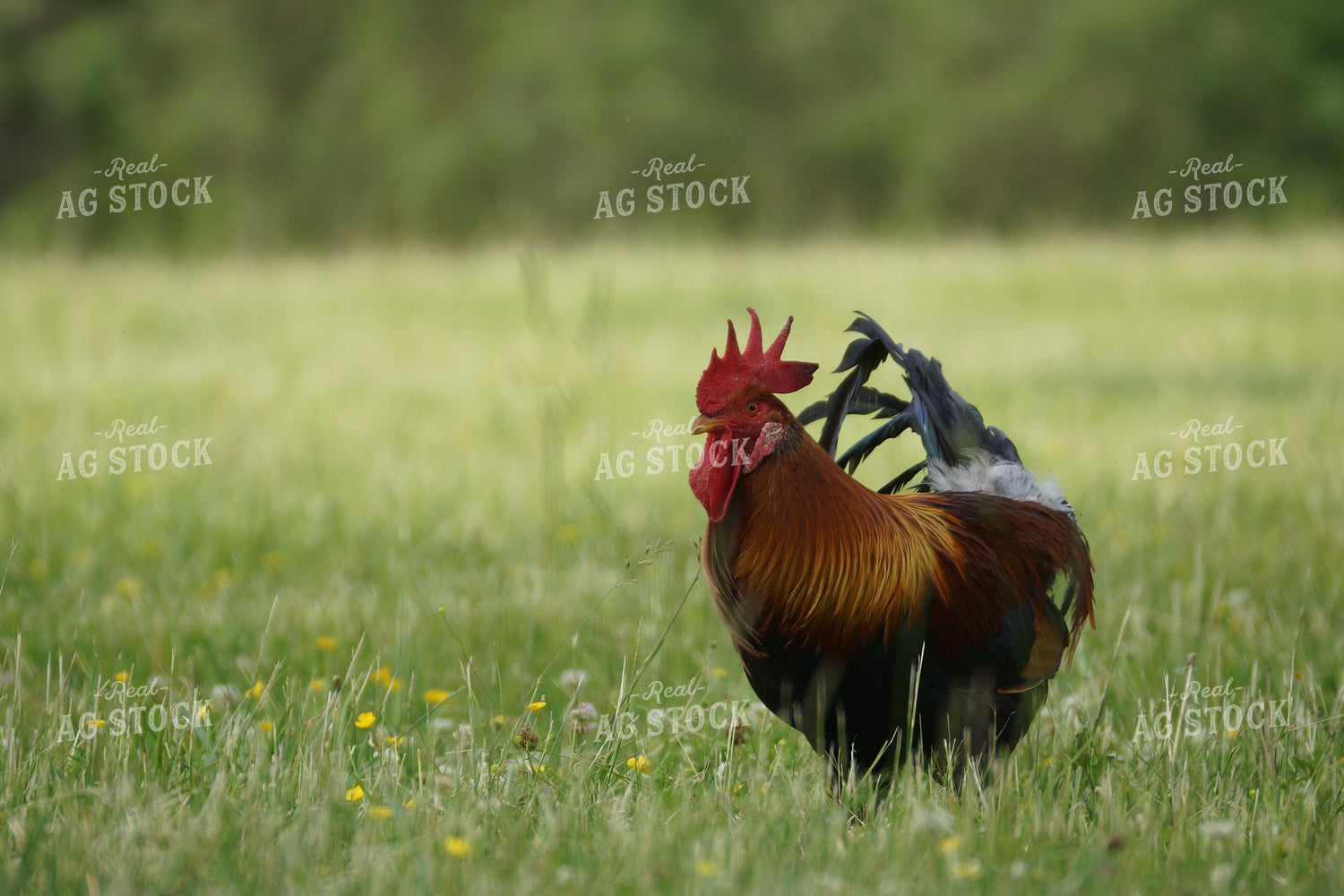 Chicken in Farmyard 126005