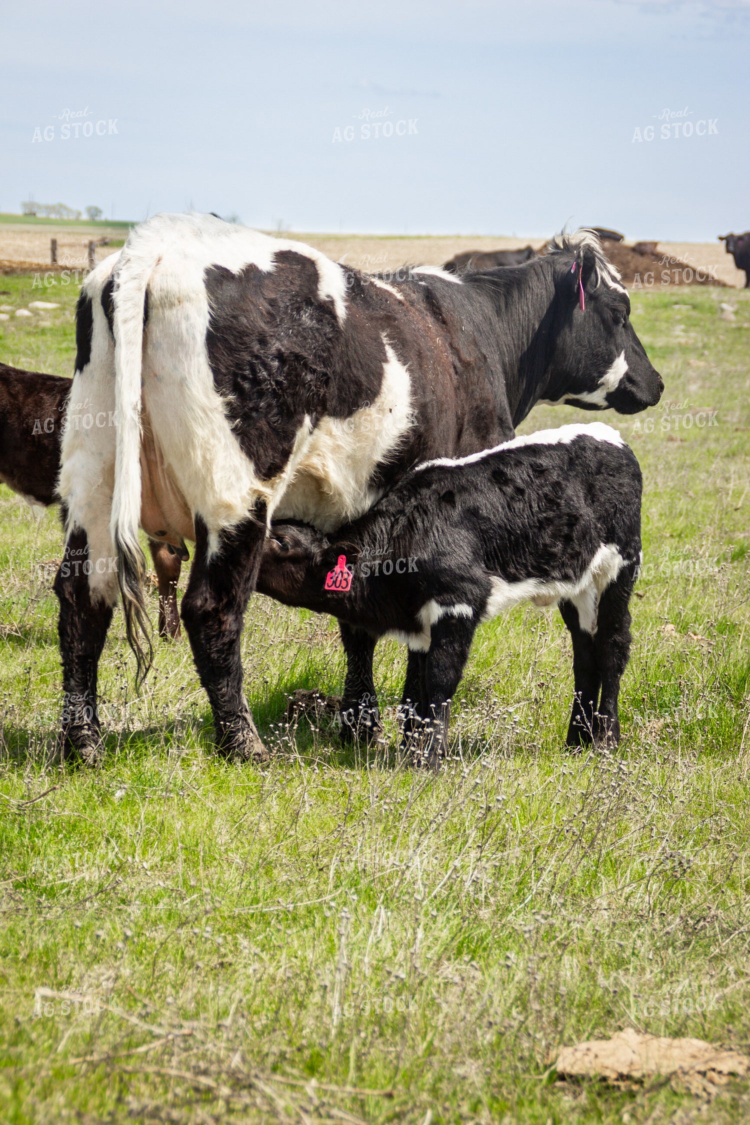 Angus Cross Cow Calf Pair 155177
