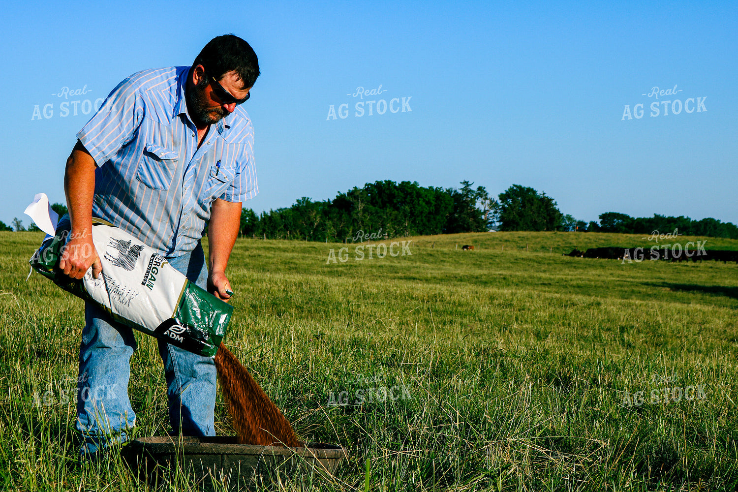 Farmer Filling Mineral Tub in Pasture 214045