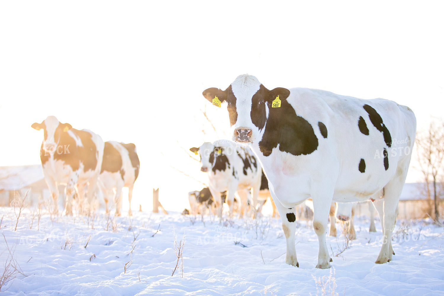 Holstein Cows in Pasture 55022