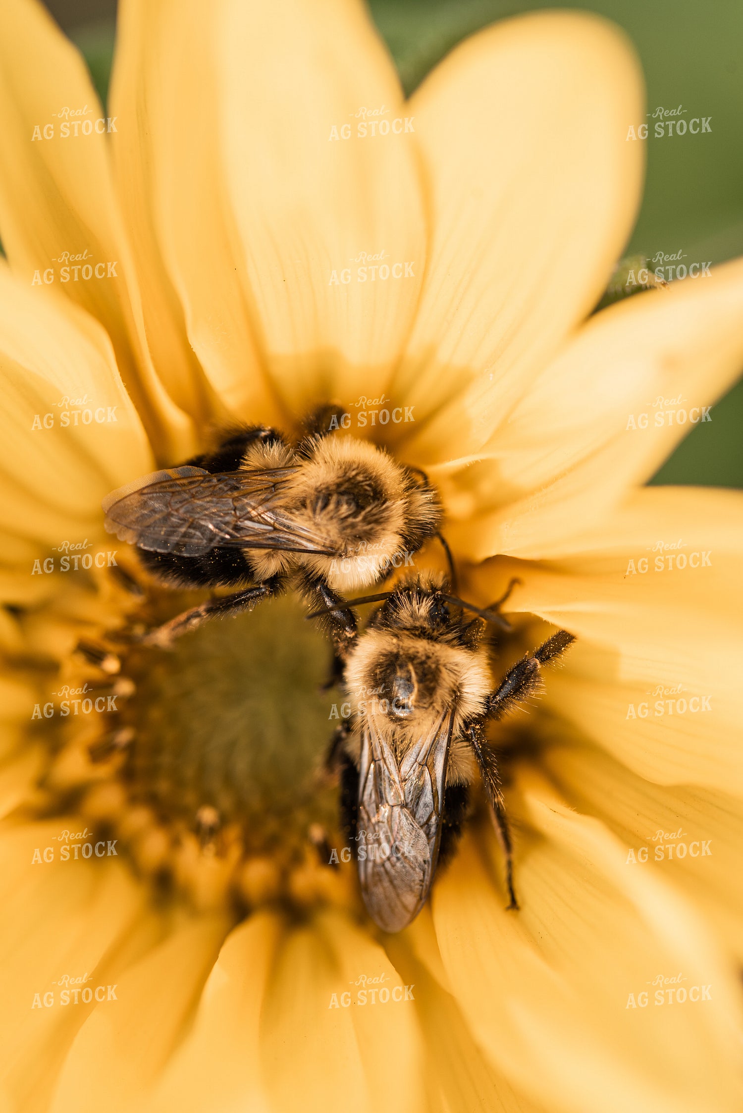 Beas on Sunflower 76023