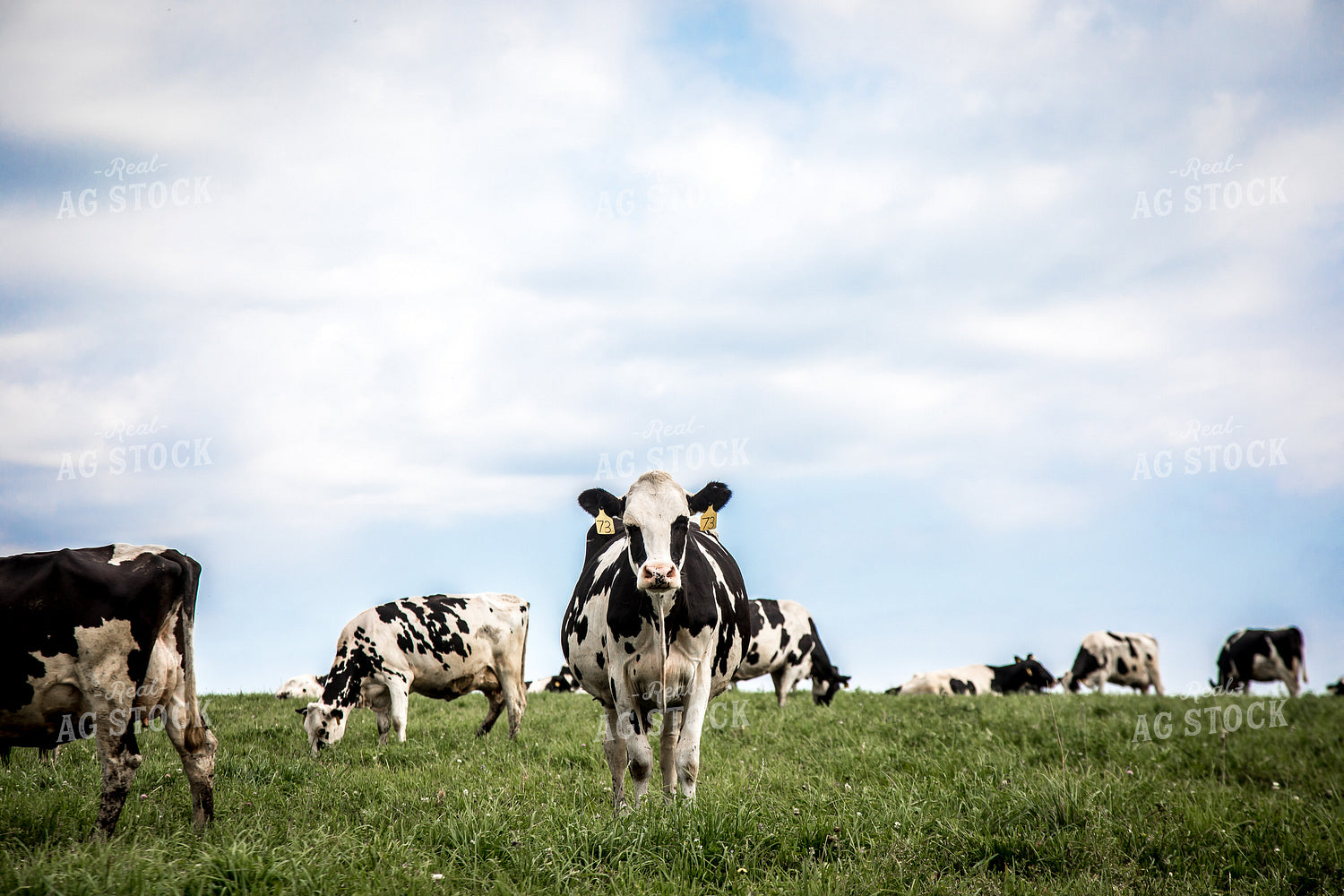 Holstein Cattle in Pasture 250105
