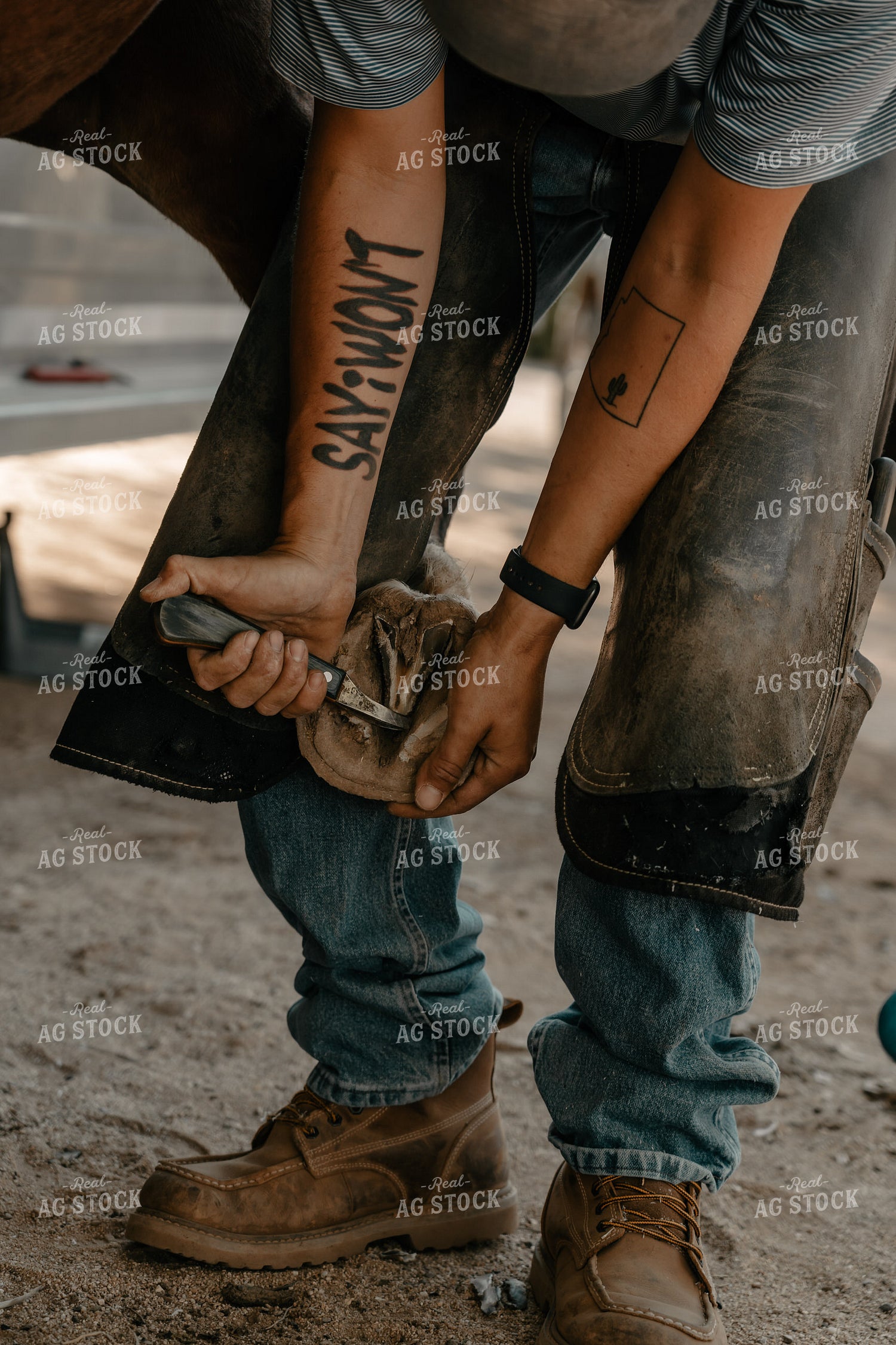 Shoeing Horse 58260
