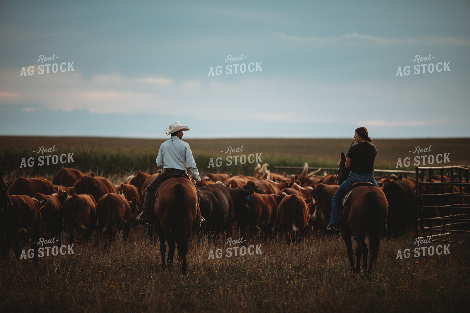 Rancher and Cattle in Pasture 6458