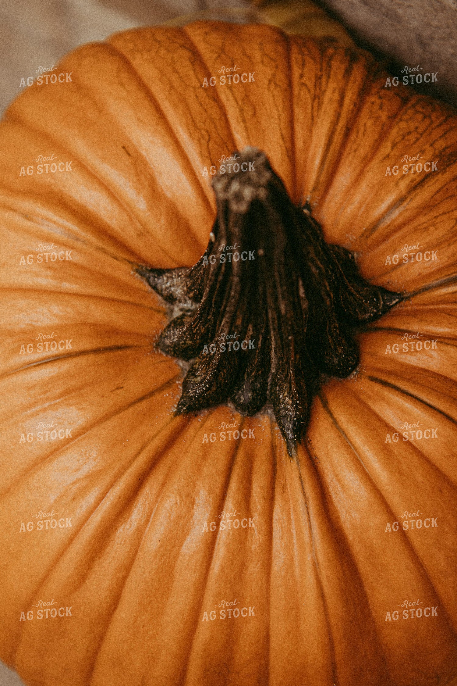 Pumpkin 67890