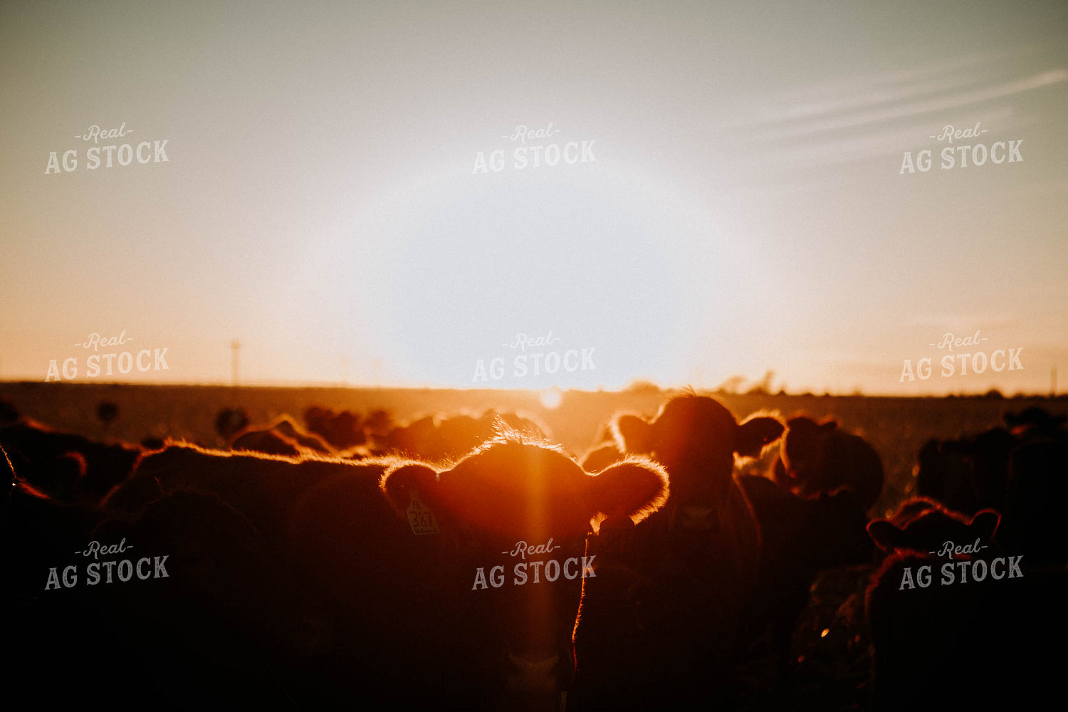 Cattle in Pasture at Sunset 77231