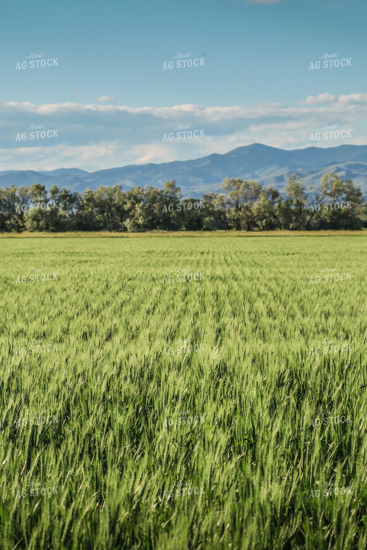 Growing Wheat Field 81138