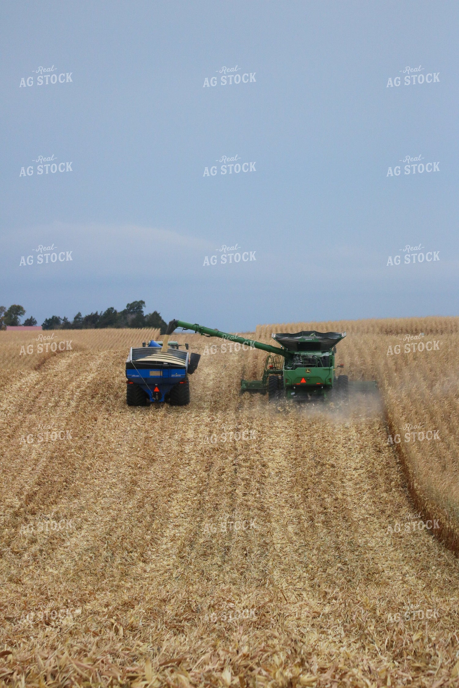 Corn Harvest 82158