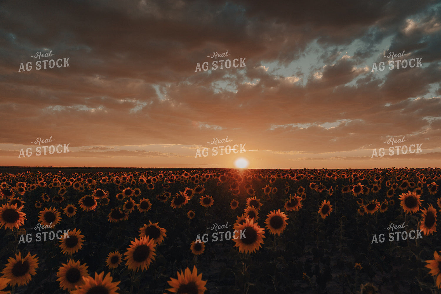 Sunflower Field at Sunset 58132