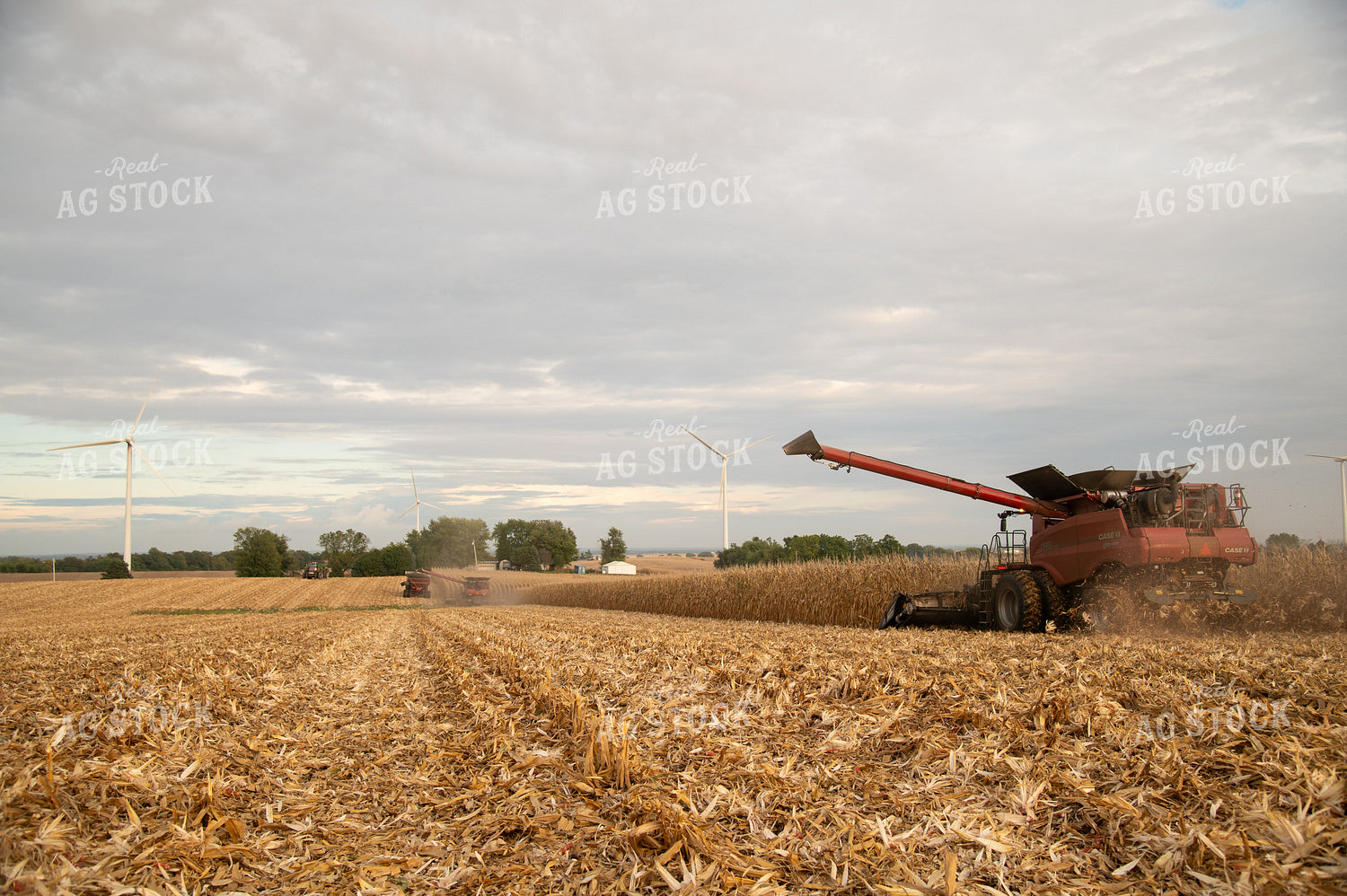 Corn Harvest 26029