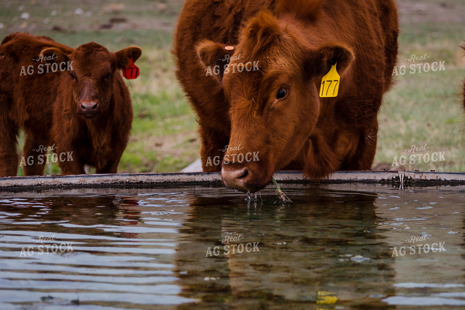 Close Up of Red Angus Cow Drinking at Water Trough 97160