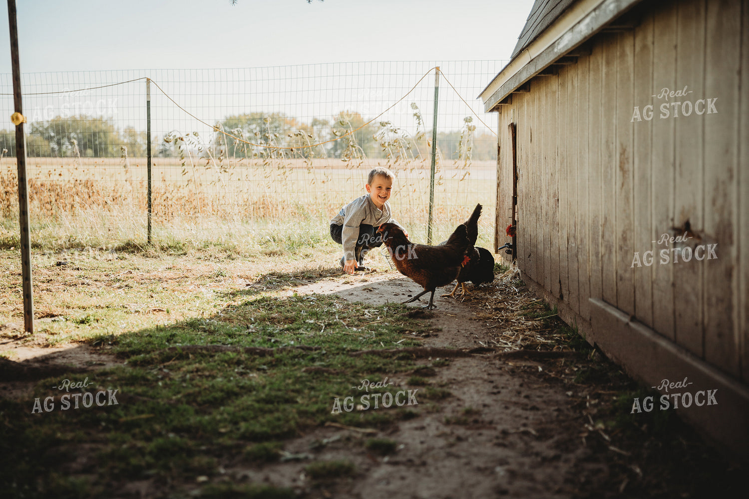 Farm Kid Collecting Eggs 6802