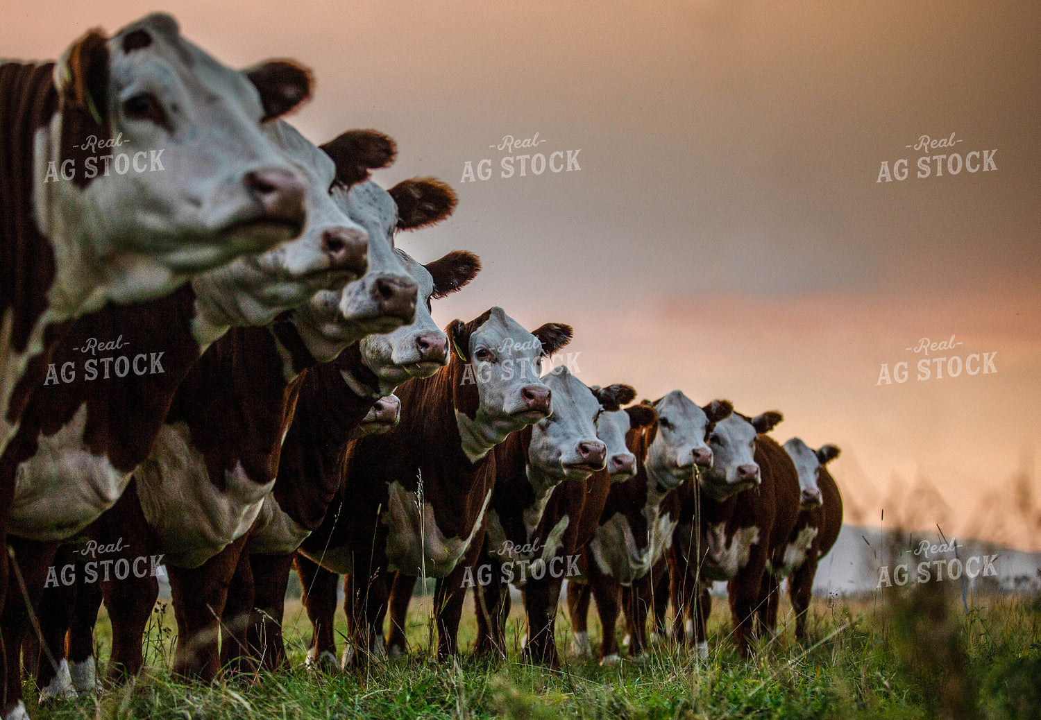 Hereford Cattle in Line 81094