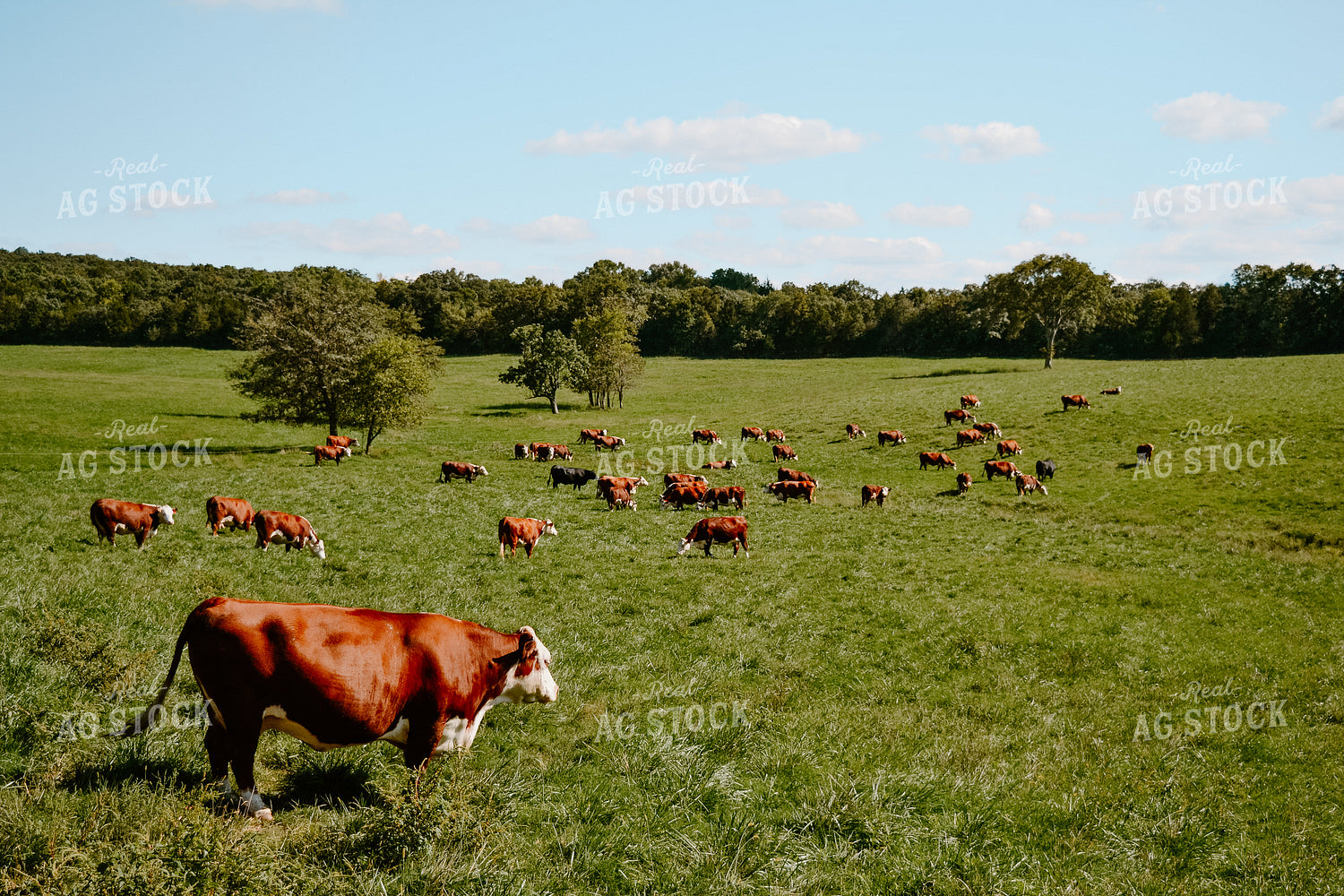 Hereford Cattle in Pasture 125054