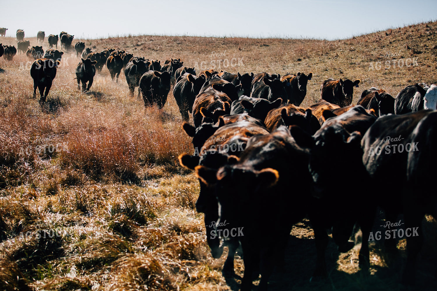 Cattle Trail in Pasture 53073