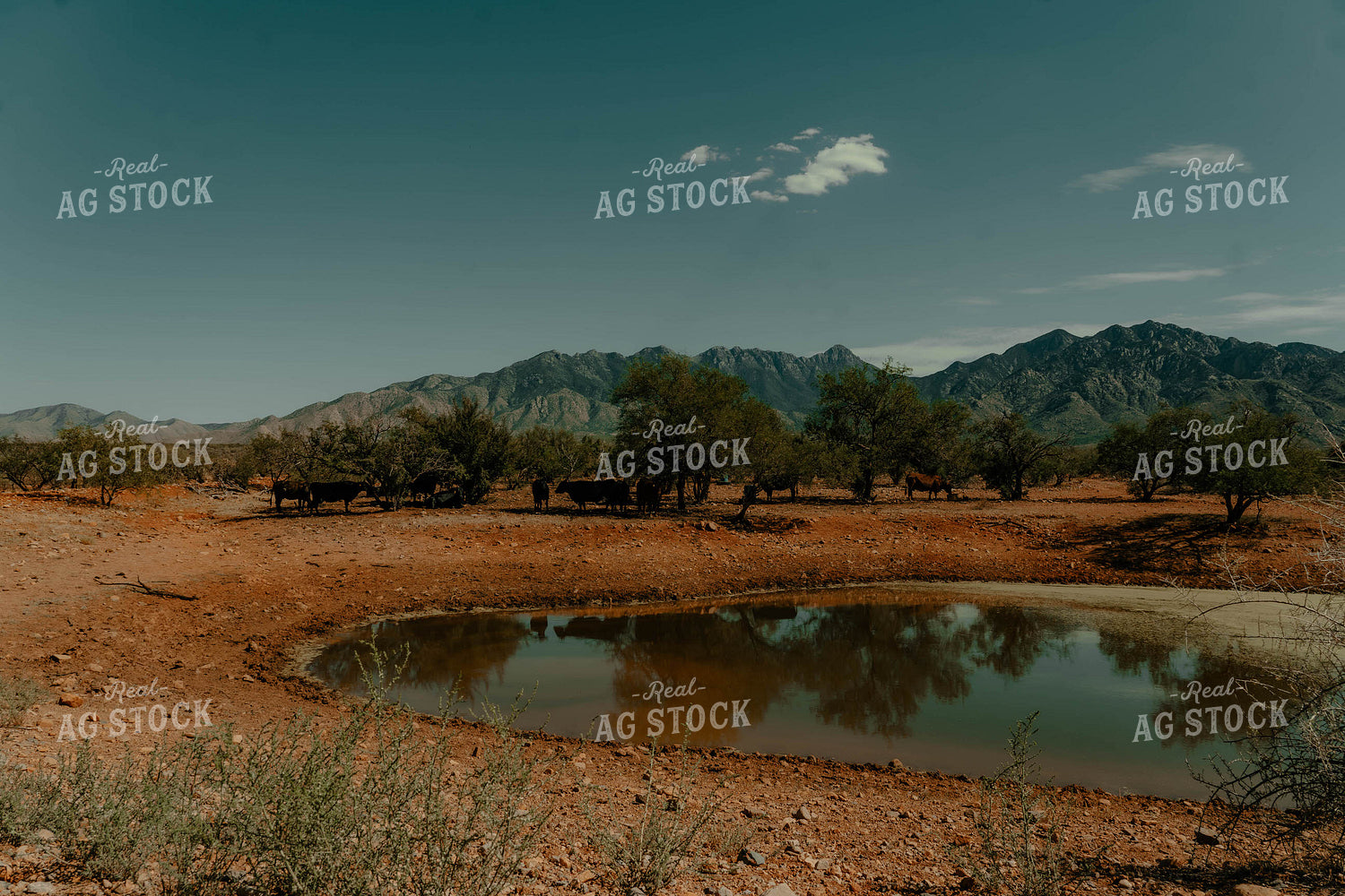 Cattle in Desert 58310