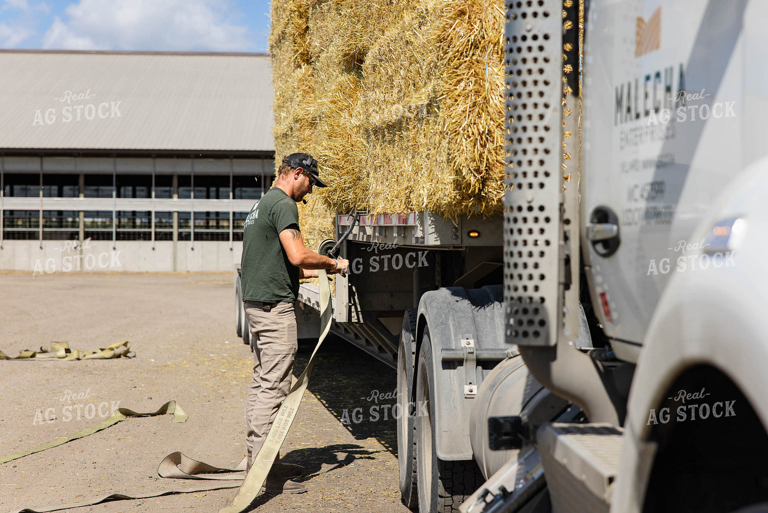 Farmer Securing Wheat Straw Bales 152606