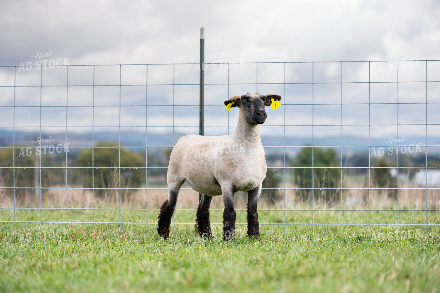 Sheep on Pasture 269026