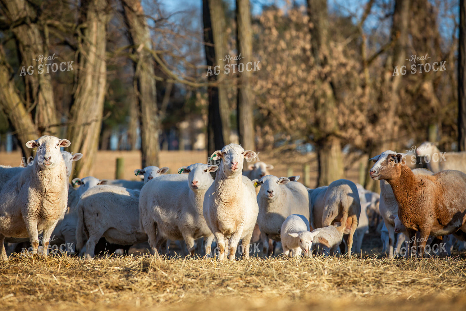 Sheep 270268
