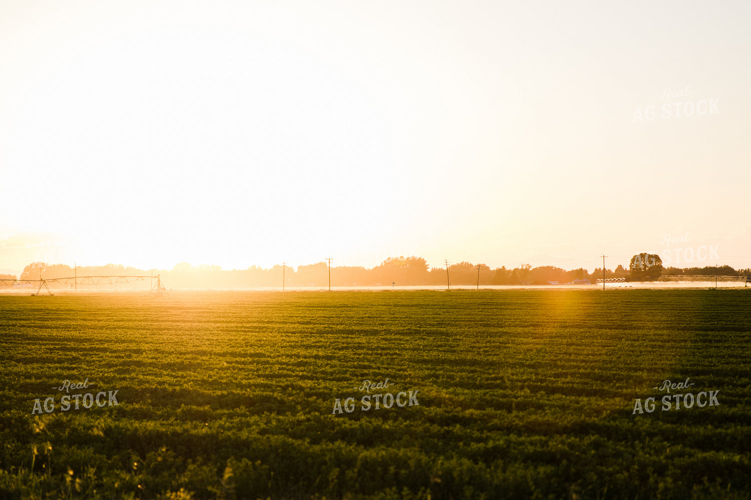 Alfalfa Field at Sunset 83067