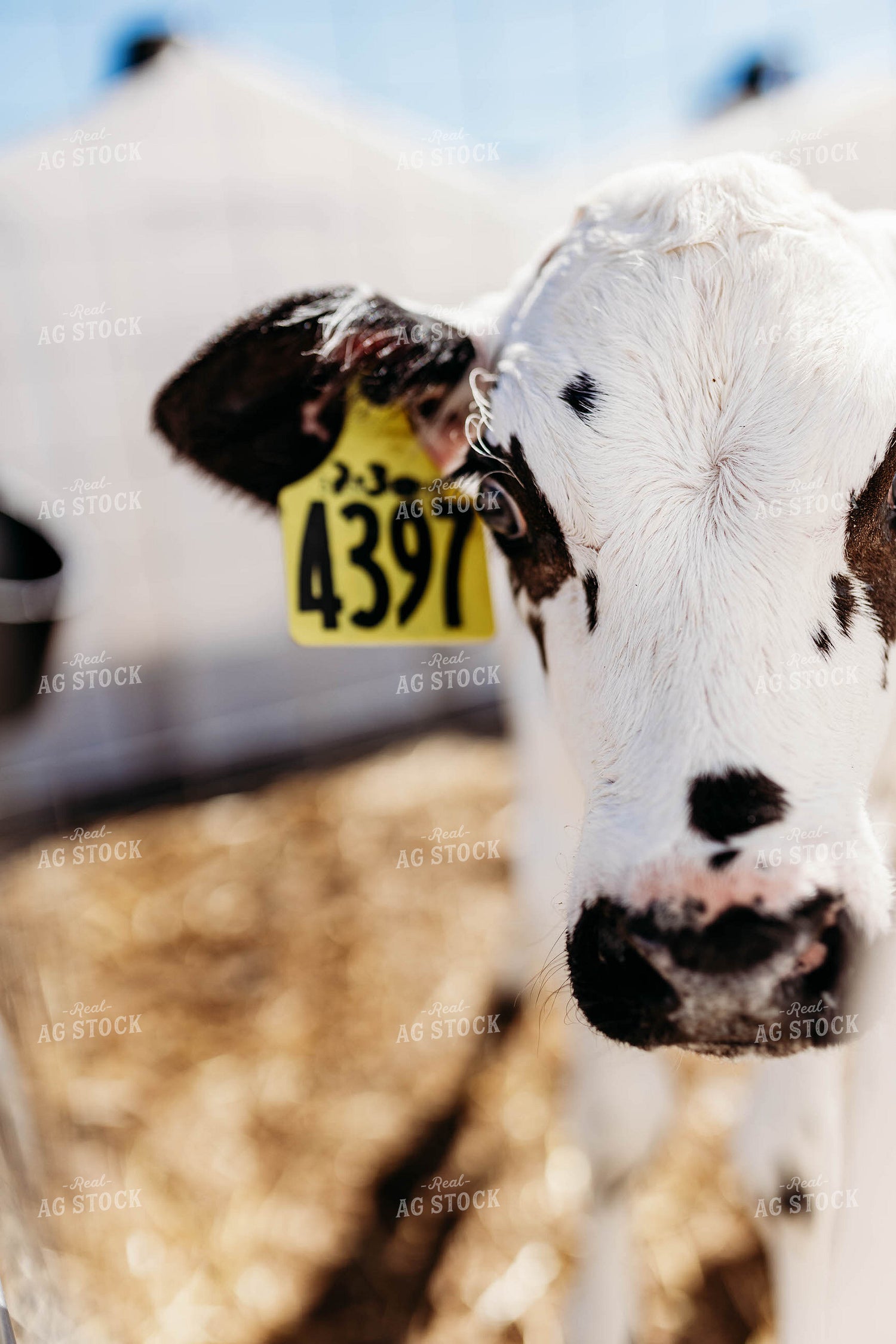 Holstein Calf in Pen 152095