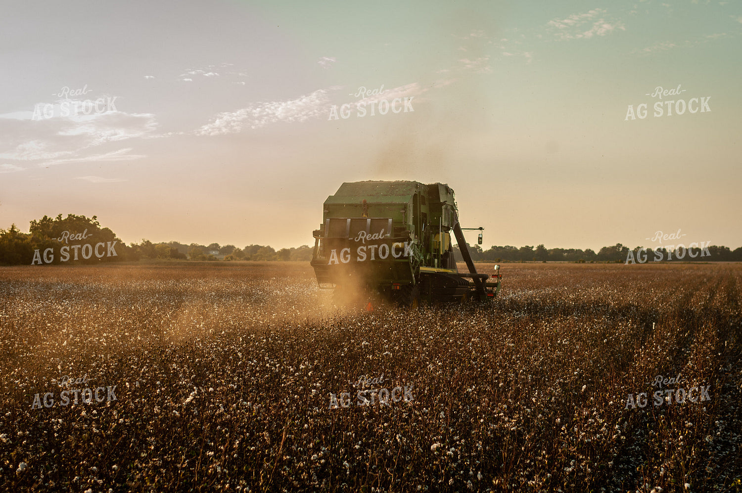 Cotton Harvest 59071