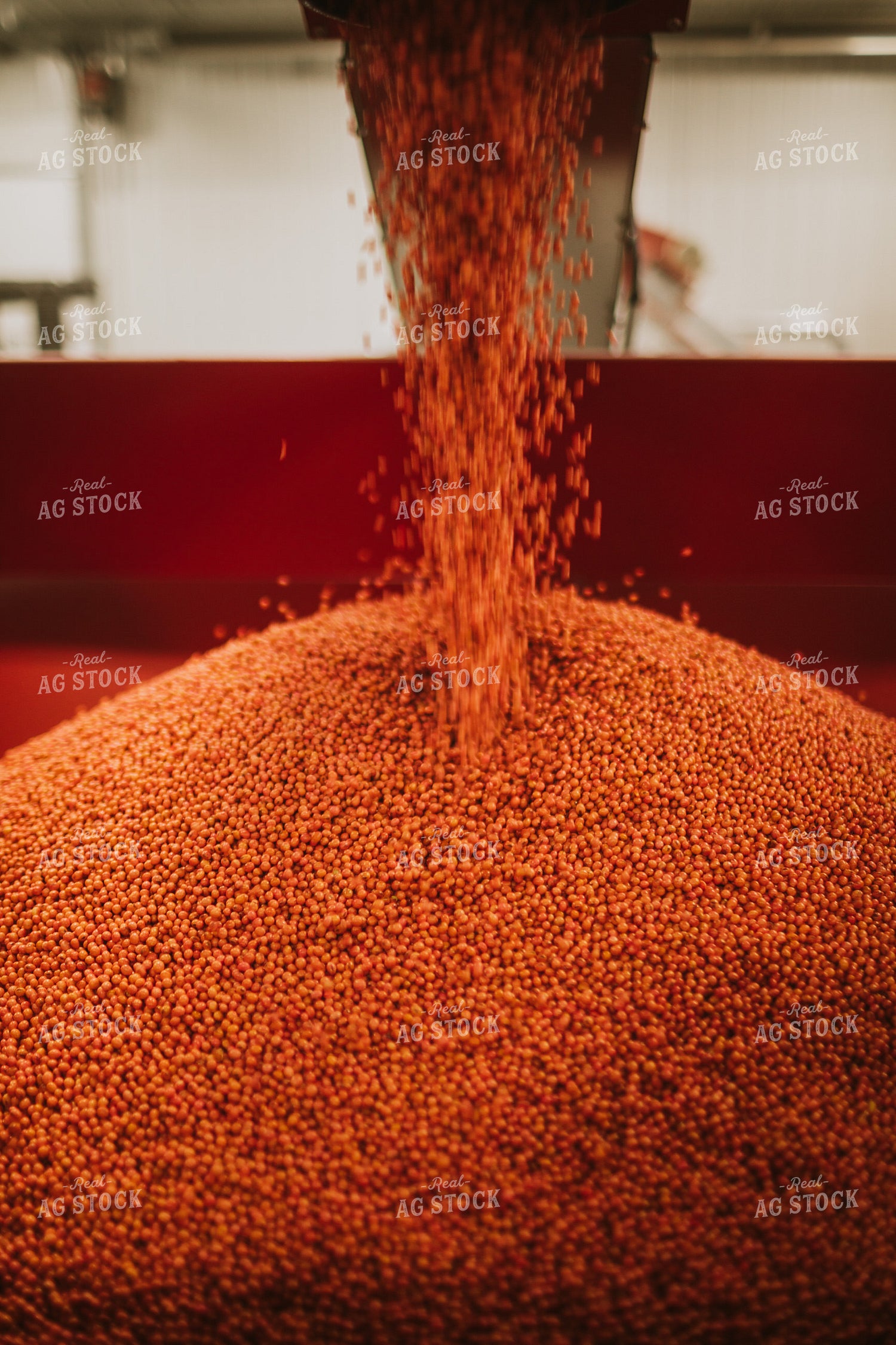Treated Soybeans Exiting Seed Treater 5367