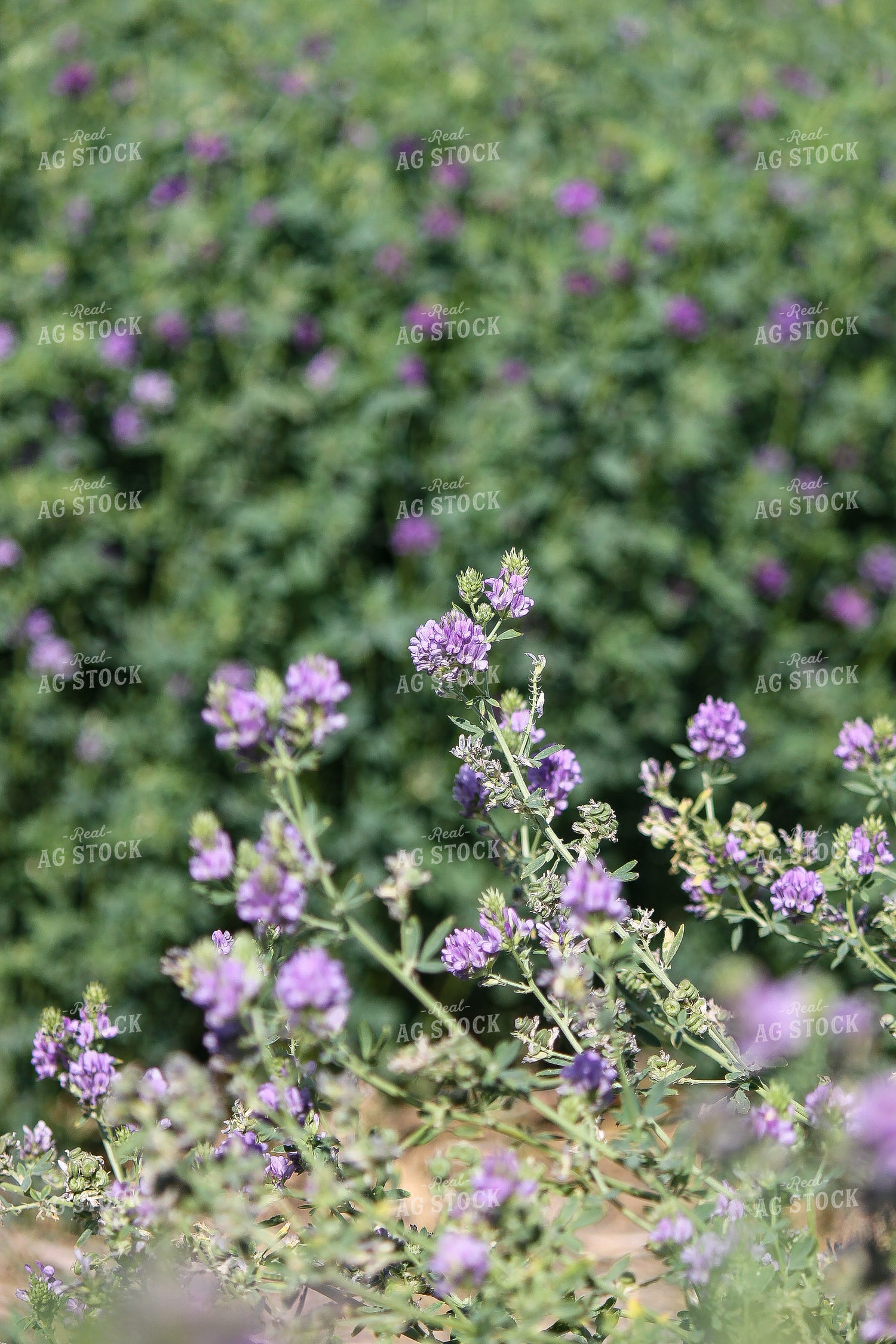 Alfalfa 188000