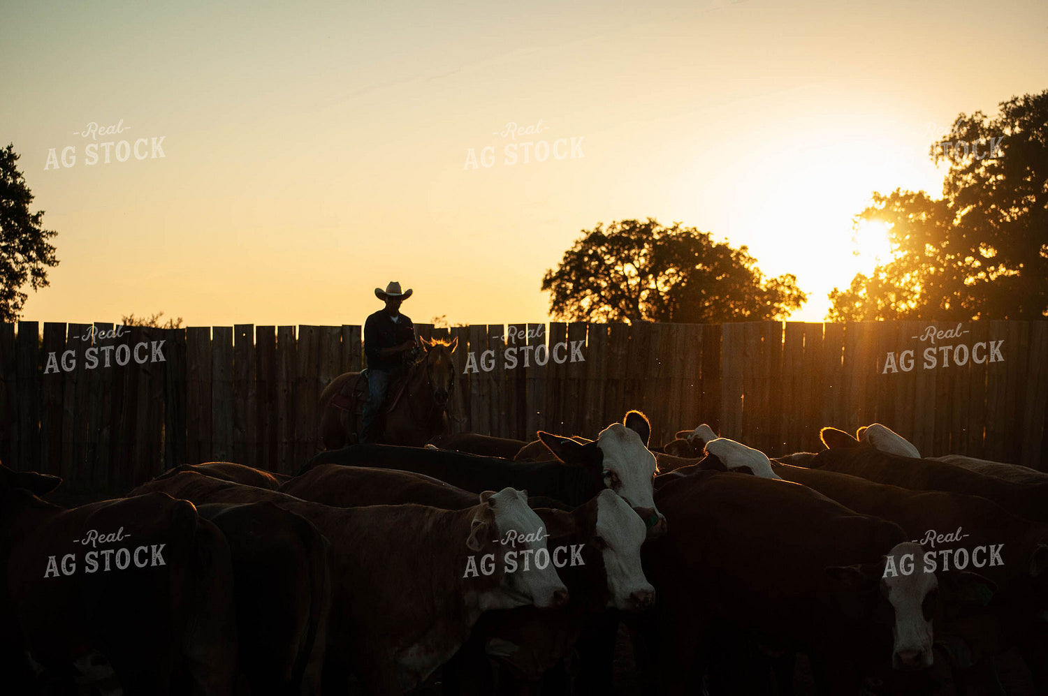 Rancher Riding Horse Among Cattle 59006