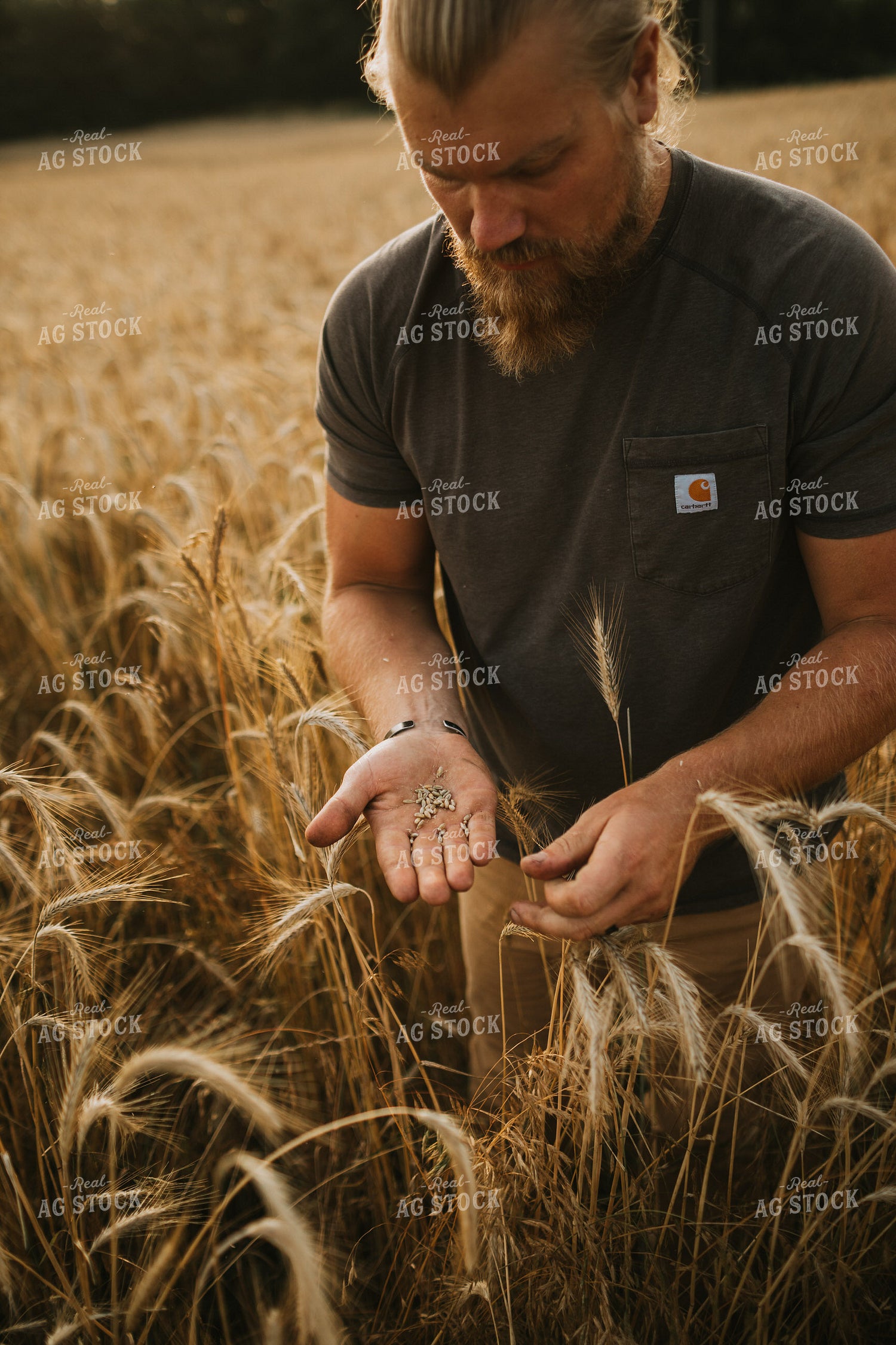 Farmer in Rye Field 5988