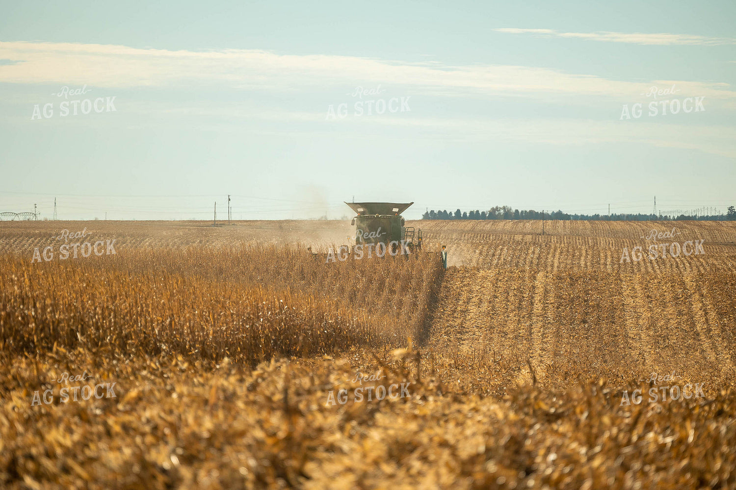 Corn Harvest 114000