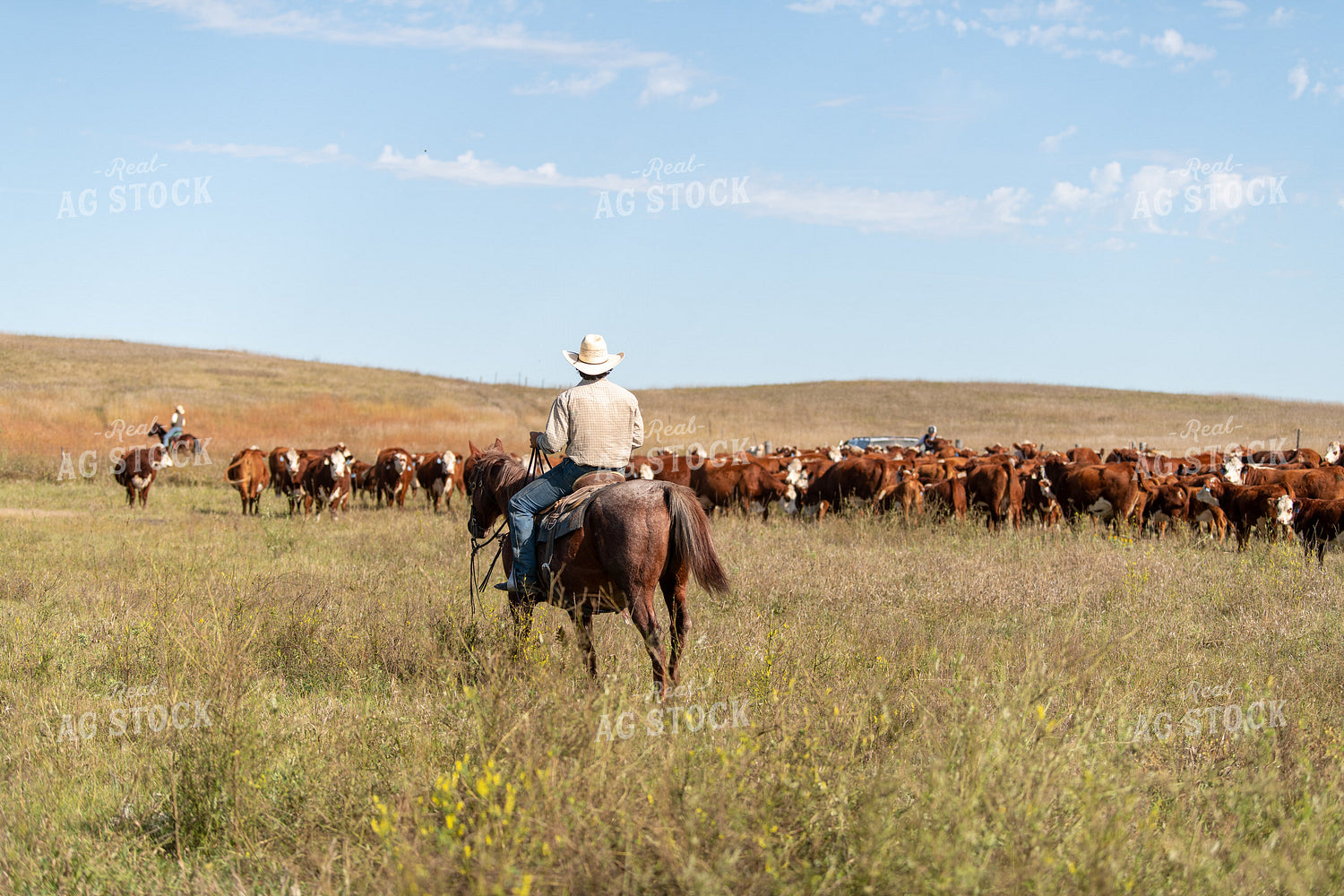 Herding Cattle 212014