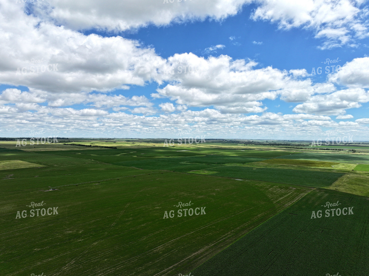 Aerial of Growing Crops 141150