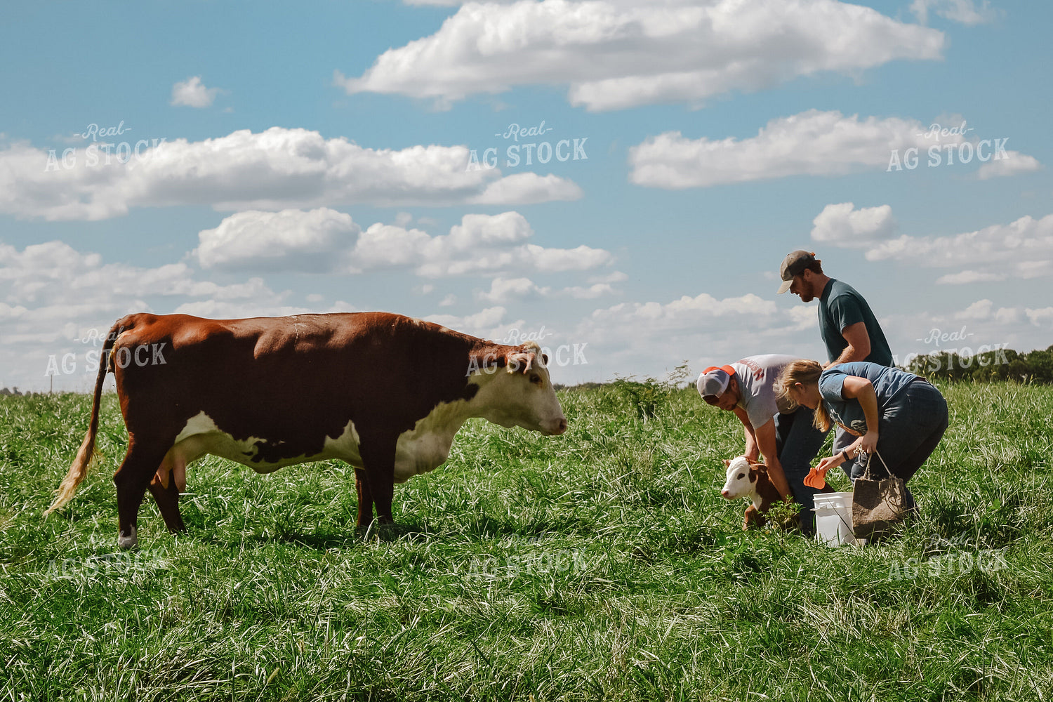 Hereford Cow and Calf with Farmers 125049