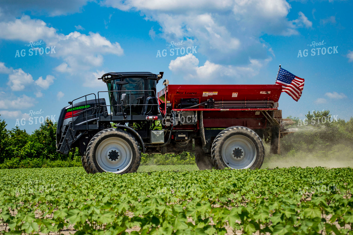 Spreading Dry Fertilizer in Cotton Field 136200