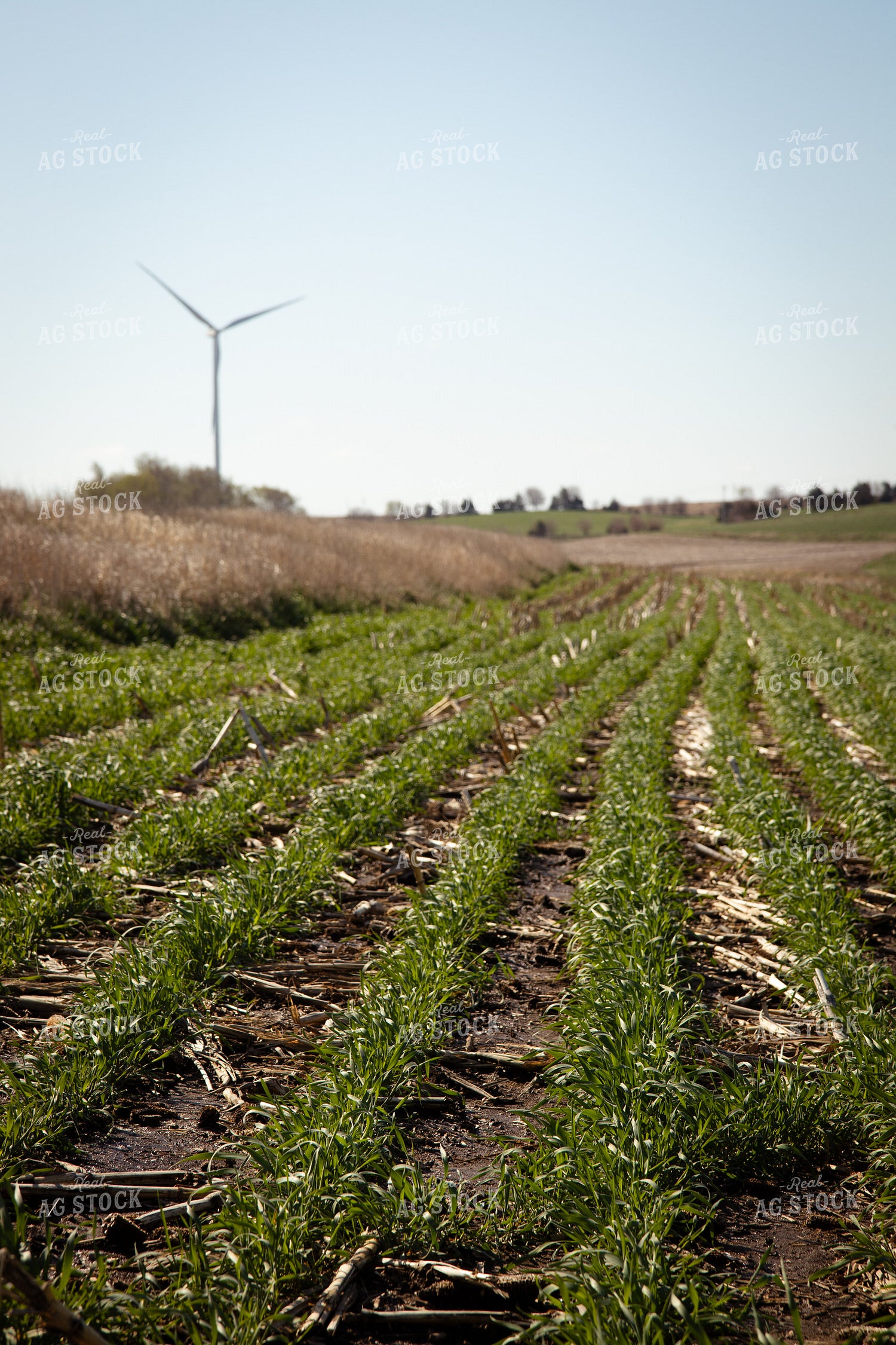 Rye Field 67863