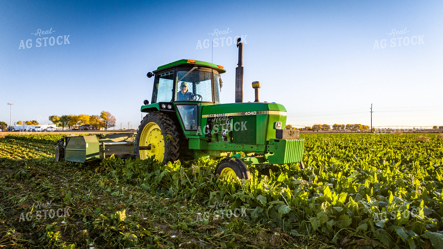 Defoliating Sugar Beets 56569