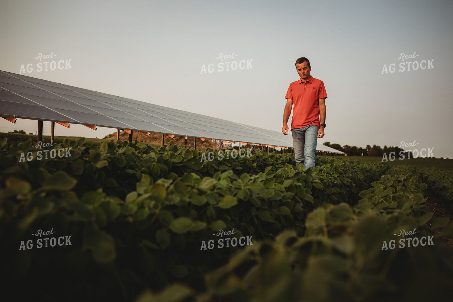 Farmer with Soybean Field and Solar Panels 4608